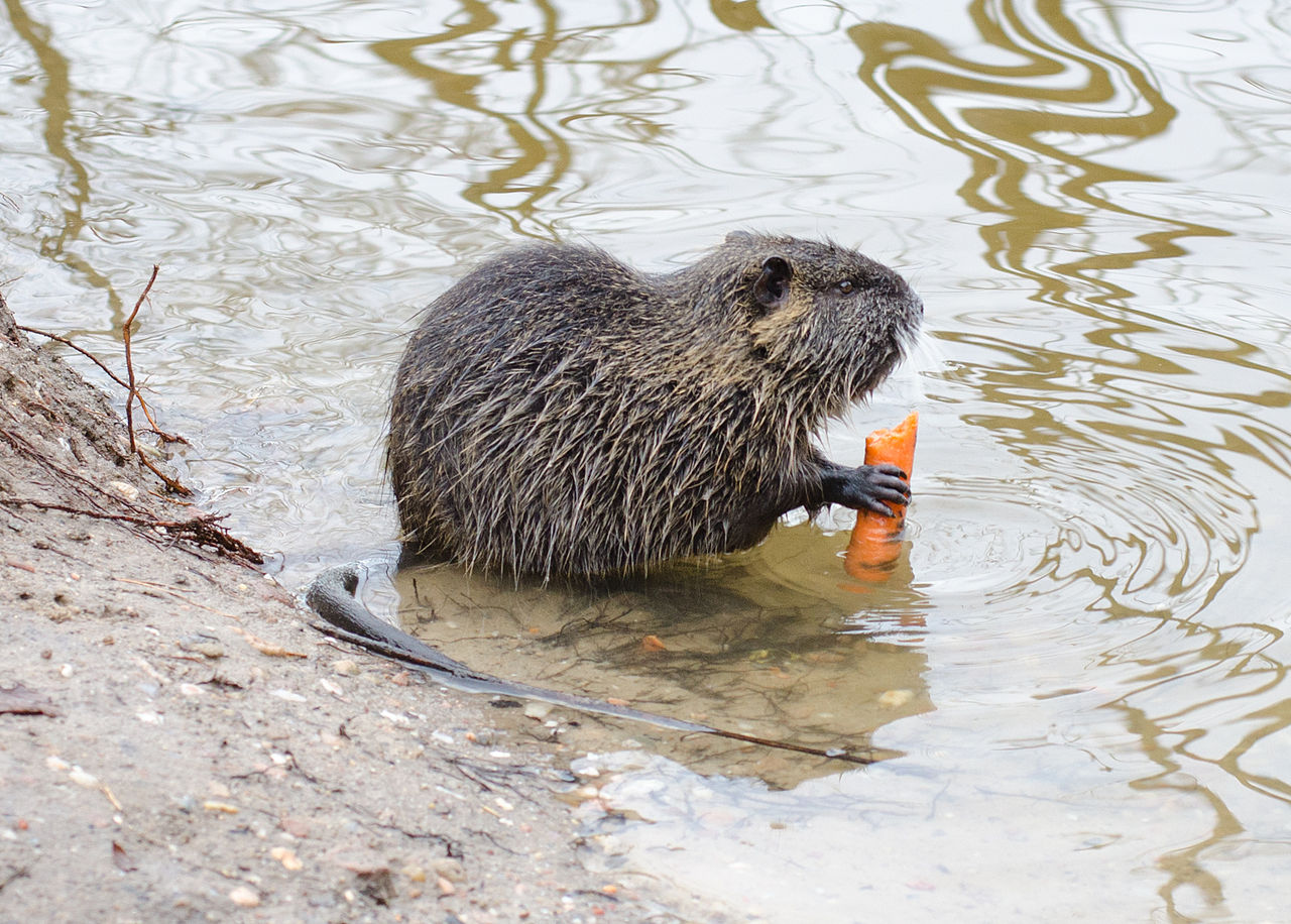 Piège à ragondin, rat musqué, putois, fouine