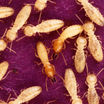 Termites