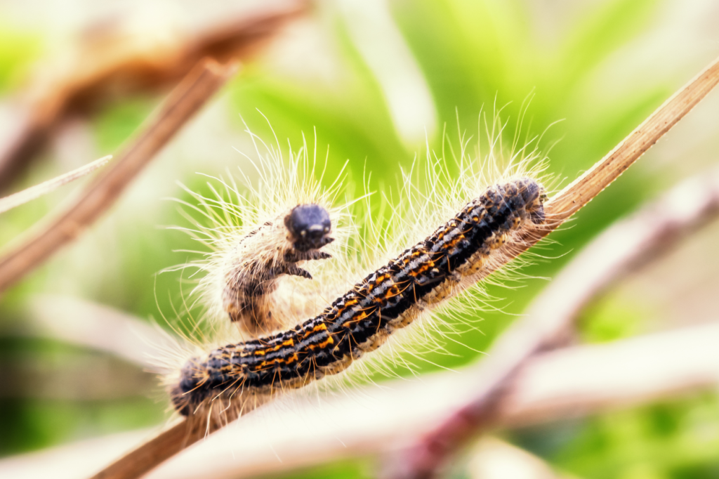 les chenilles processionnaires