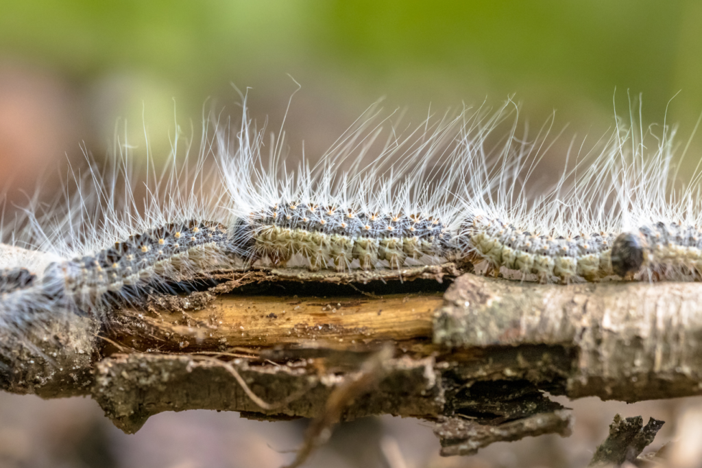 chenille processionnaires et biodiversité