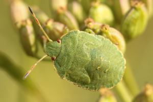 Insectes automne 