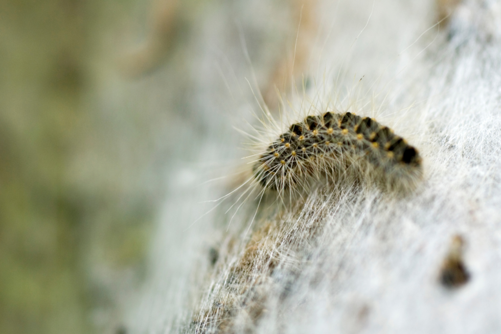 chenille processionnaire du chene