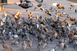 Dégâts causés par les pigeons