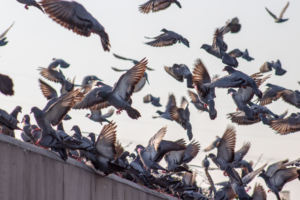 Dégâts causés par les pigeons